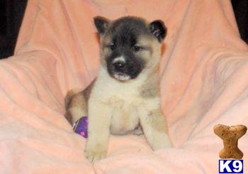 Akita Puppies for Sale